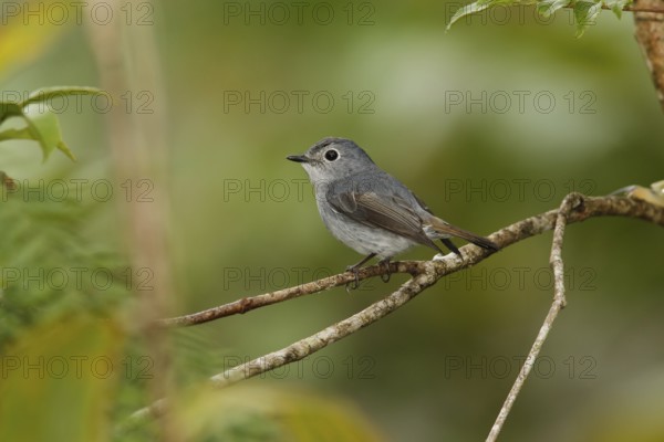 Little Pied Flycatcher (Ficedula westermanni) female, Fraser's Hill, Malaysia