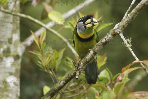 Fire-tufted Barbet (Psilopogon pyrolophus), Fraser's Hill, Malaysia