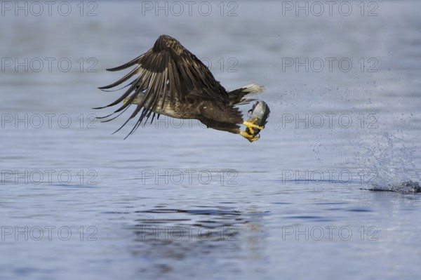 White-tailed Eagle (Haliaeetus albicilla) flying, Nord-Trondelag, Norway