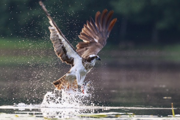 Western Osprey (Pandion haliaetus) hunting, Poland