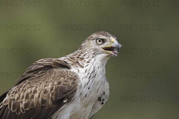 Bonelli's Eagle (Aquila fasciata) male, Portugal