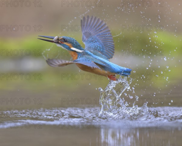 Kingfisher (Alcedo atthis), taking off from the water with a fish in its beak, Lechauen, Bavaria, Germany