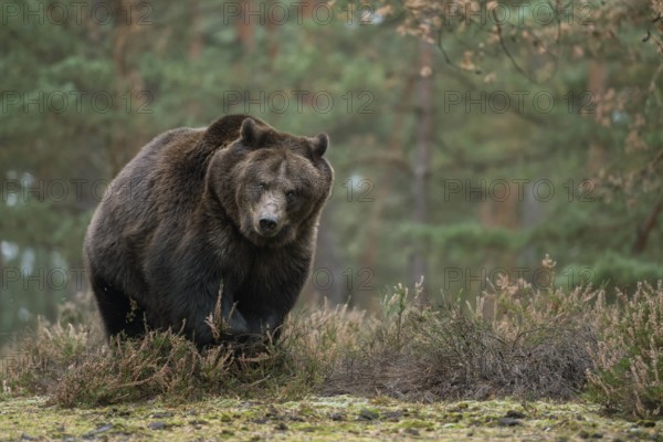 European brown bear (Ursus arctos), adult, particularly powerful animal, running across a clearing in the forest, almost directly towards the photographer, frontal shot from a low perspective, native nature, Central Europe