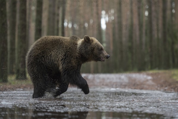 On the move in a hurry... European brown bear (Ursus (genus) arctos), young bear running at a fast pace through a partly frozen puddle, crossing a forest path, forest path, series animal cubs, native nature, Central Europe