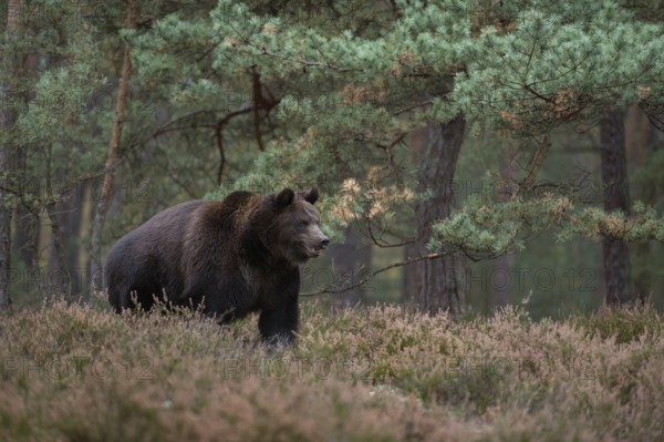 In the forest clearing... European brown bear (Ursus arctos), adult, particularly strong animal, standing in the undergrowth of the forest, native nature, Central Europe