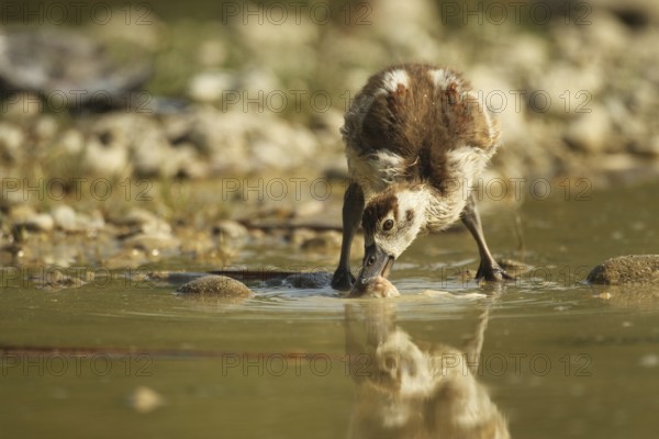 Egyptian goose (Alopochen aegyptiaca) young bird eating fish waste in a gravel pit, Allgäu, Bavaria, Germany, Allgäu, Bavaria, Germany