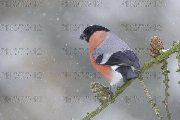 Eurasian Bullfinch (Pyrrhula pyrrhula) male, Saxony, Germany
