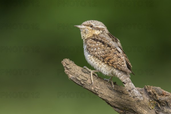 Eurasian Wryneck (Jynx torquilla) perched on a stump, Poland