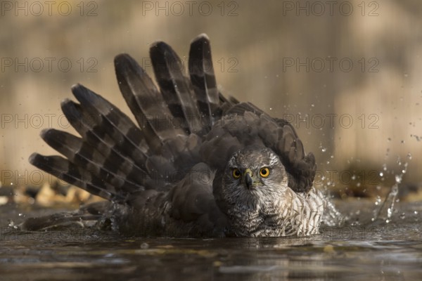 Northern Goshawk (Accipiter gentilis) bathing at a waterhole, Subotica, Serbia