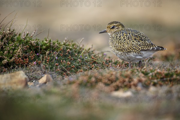 European golden plover (Pluvialis apricaria), resting during his migration travel to the south, Asturias, Spain