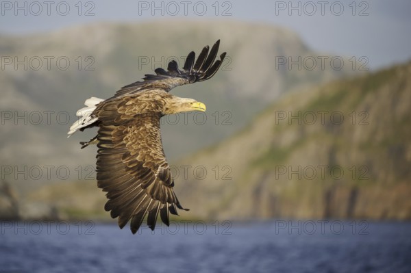 White-tailed Eagle (Haliaeetus albicilla) flying, Nord-Trondelag, Norway