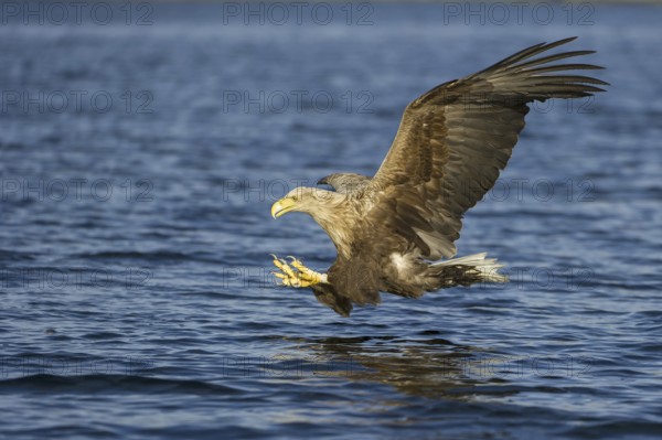 White-tailed Eagle (Haliaeetus albicilla) flying, Nord-Trondelag, Norway