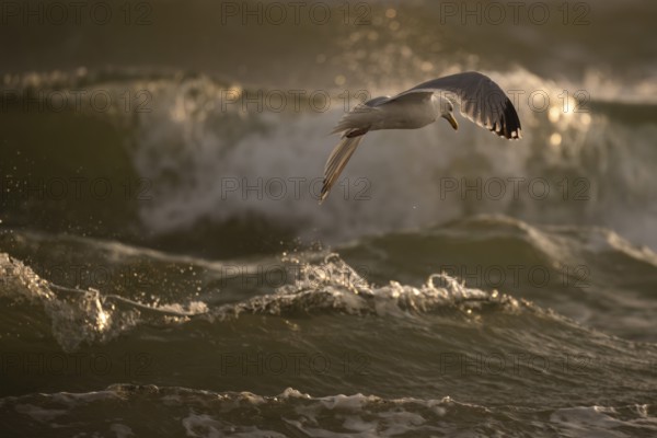 Herring gull (Larus argentatus) in flight over the surf looking for starfish, evening light, Hvide Sande, North Sea, Denmark