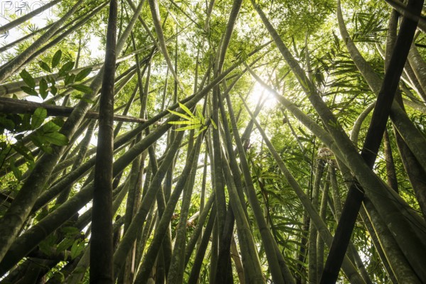 Jungle with giant bamboo, Khao Sok National Park, Phang Nga, Surat Thani, Thailand