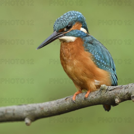 Adult bird... Kingfisher (Alcedo atthis) hunting, perched tensely on its perch, flying diamond, colourful native breeding bird, North Rhine-Westphalia, Germany, Western Europe