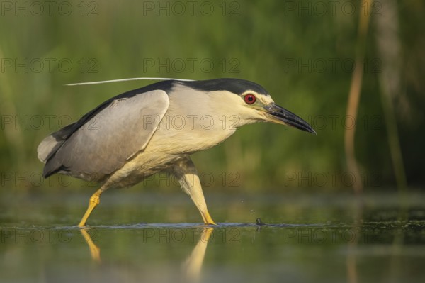 Black-crowned Night Heron (Nycticorax nycticorax) hunting, Pusztaszer, Hungary