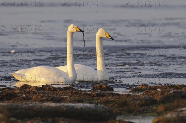Whooper Swan (Cygnus cygnus), Lower Saxony, Germany