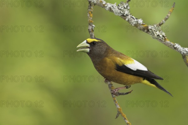 Evening Grosbeak (Hesperiphona vespertina) male singing, British Columbia, Canada