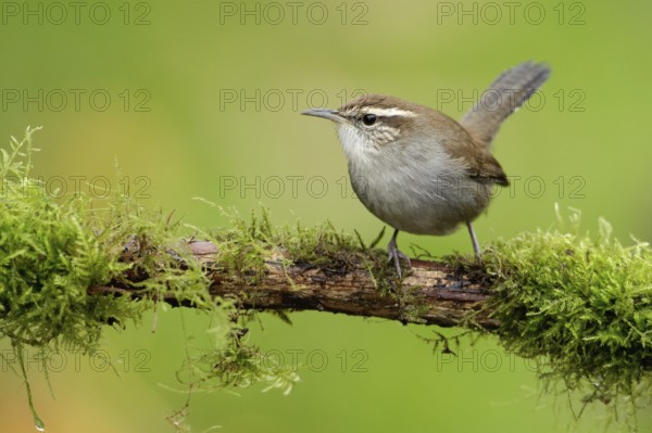 Bewick's Wren (Thryomanes bewickii), British Columbia, Canada