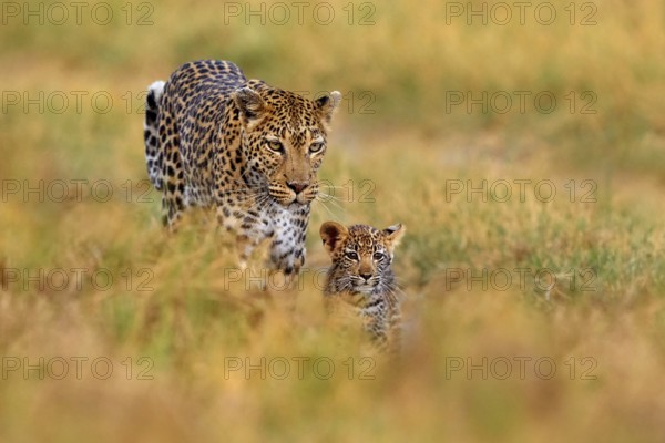 Leopard cub with mother walk. Big wild cat in the nature habitat, sunny day on the savannah, Khwai river. Leopard kitten baby, hidden nice orange grass. Wildlife nature, Botswana wildlife