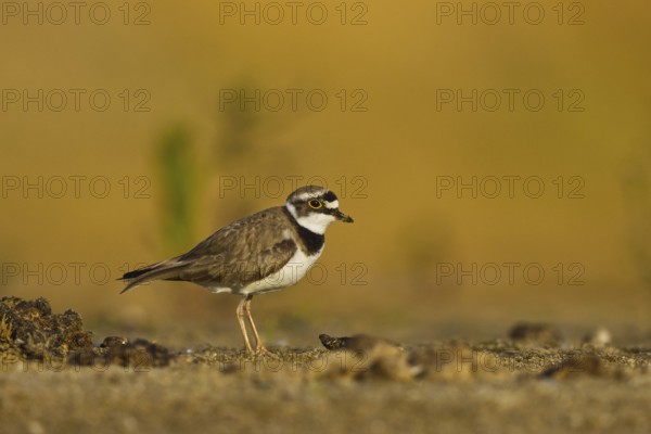 Little Ringed Plover (Charadrius dubius), North Rhine-Westphalia, Germany