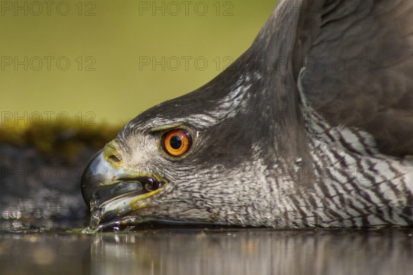 Northern Goshawk (Accipiter gentilis) drinking at a waterhole, Subotica, Serbia