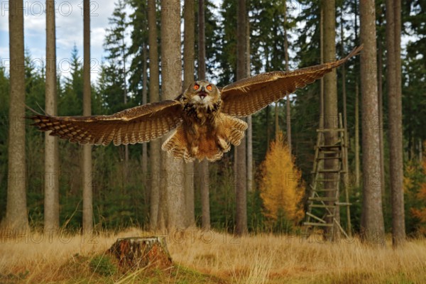Owl in forest habitat, wide angle lens. Flying Eurasian Eagle Owl with open wings in forest habitat, Sweden. Owl flight with open wing, action wildlife scene from nature. Bird in autumn wood