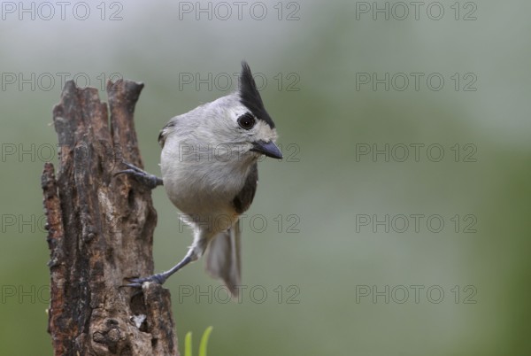 Black-crested Titmouse (Baeolophus atricristatus), Texas, USA