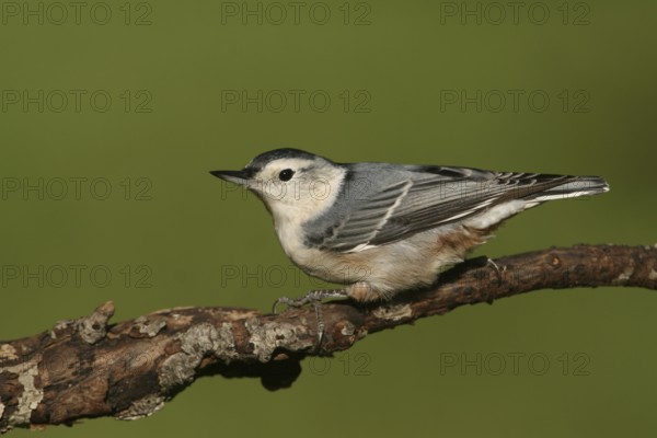 White-breasted Nuthatch (Sitta carolinensis), Ohio, USA