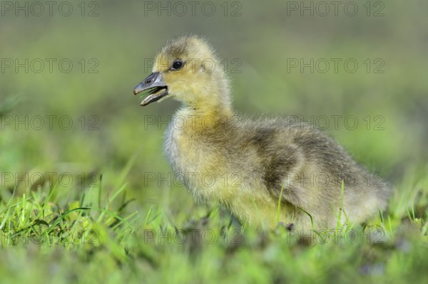 Greylag Goose (Anser anser) chick, Lower Saxony, Germany