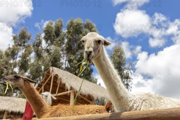 Alpaca and Llama Farm, near Cusco, Peru