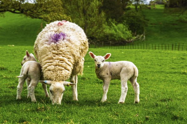 Sheeps, Pooley Bridge, Ullswater Lake, Lake District National Park, Cumbria, England, United Kingdom