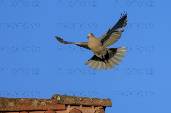 Pigeon soaring elegantly towards the tiled roof with outstretched wings, Eurasian collared dove (Streptopelia decaocto), wildlife, Germany