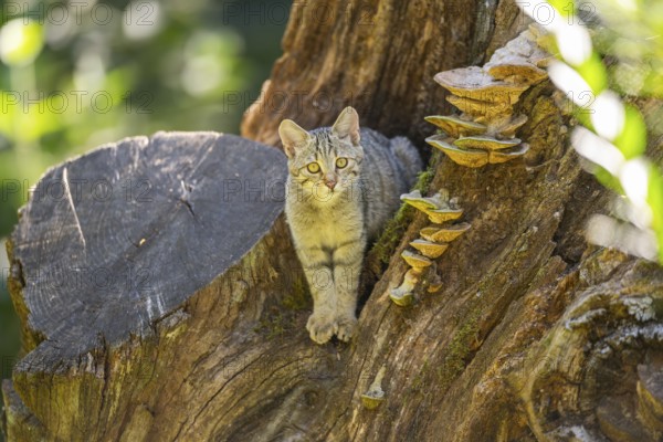 European wildcat (Felis silvestris silvestris) on an old tree trunk, Hesse, Germany
