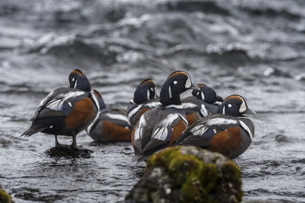 Harlequin Duck (Histrionicus histrionicus) male, Iceland