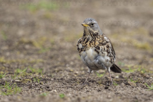 Entschlossen... Wacholderdrossel *Turdus pilaris*