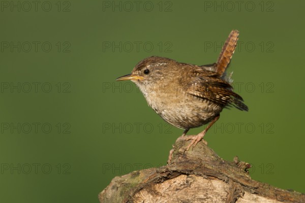 Northern Wren - Zaunkönig - Troglodytes troglodytes ssp. troglodytes, Germany, 1st cy