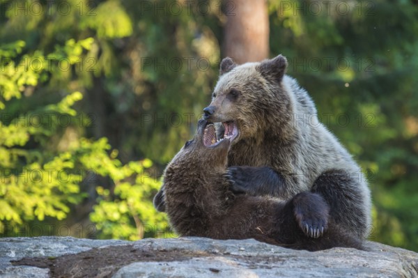 Eurasian Brown Bear (Ursus arctos) two fighting in forest, Finland