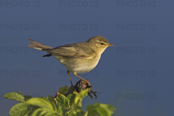Willow Warbler (Phylloscopus trochilus), Rhineland-Palatinate, Germany