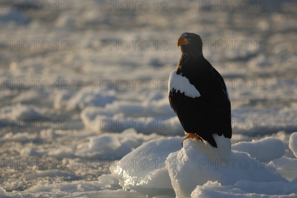 Steller's Sea Eagle (Haliaeetus pelagicus), Hokkaido, Japan