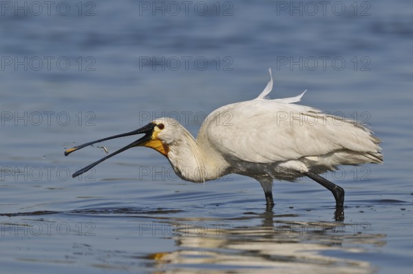 Löffler (Platalea leucorodia) White Spoonbill