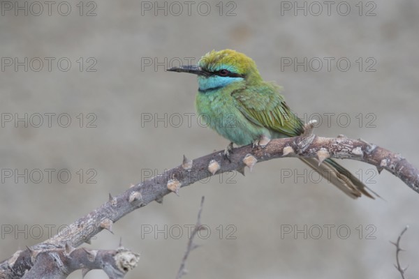 Green Bee-eater (Merops orientalis cyanophrys) perched on a branch, Shinas, Oman