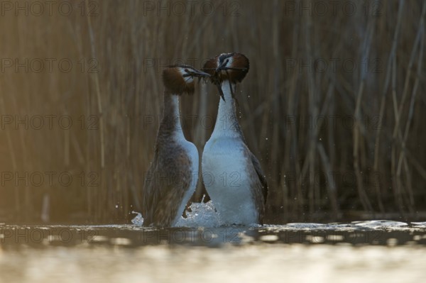 Great Crested Grebe (Podiceps cristatus) pair displaying, North Rhine-Westphalia, Germany