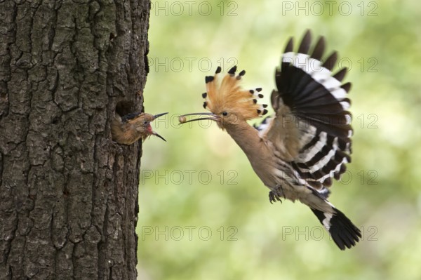 Eurasian Hoopoe (Upupa epops) feeding juvenile in breeding cavity, Saxony, Germany