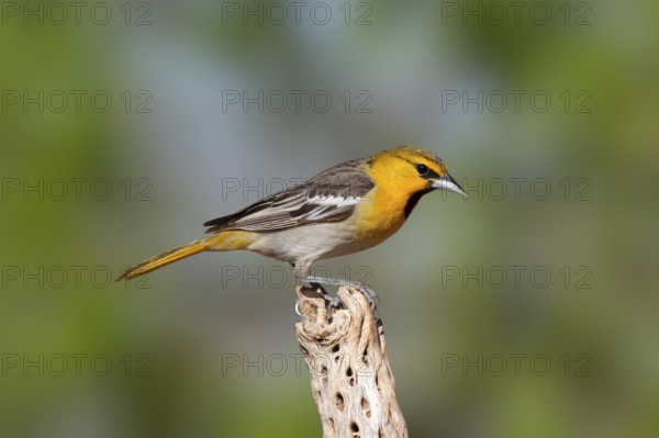 Bullock's Oriole Icterus bullockii Amado, Santa Cruz County, Arizona, United States 16 April First year Male. Icteridae