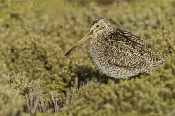 Magellanic Snipe (Gallinago magellanica magellanica) on the ground in the Falkland Islands