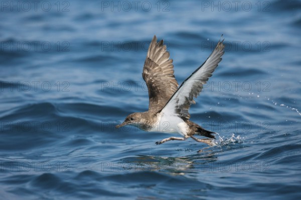Black-vented Shearwater Puffinus opisthomelas San Diego, California, United States 14 September Adult Procellariidae