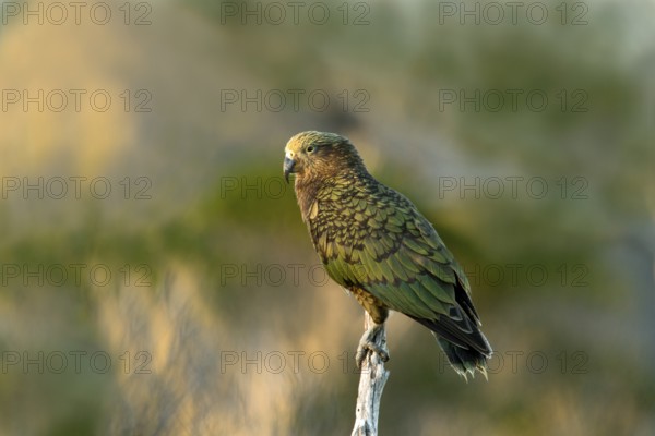 Kea (Nestor notabilis), Te Wahipounamu, South Island, New Zealand