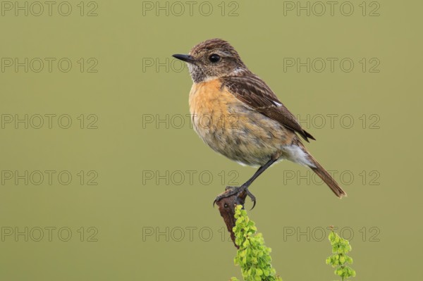 European Stonechat (Saxicola rubicola) female, Lake Neusiedl, Austria