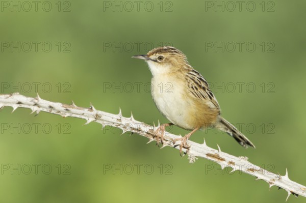 Zitting Cisticola (Cisticola juncidis), Mallorca, Spain